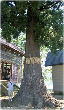 画像:並柳白山神社のスギ(幹と並ぶ)
