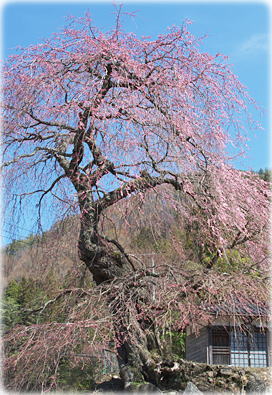 画像：南海薬師寺の枝垂れ桜