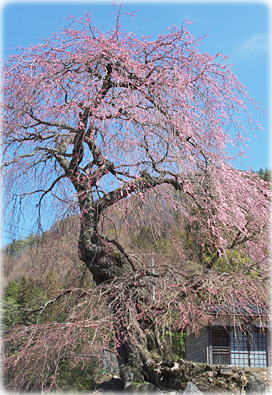 画像:南海薬師寺の枝垂れ桜