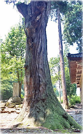 画像:四十日八幡神社のスギ