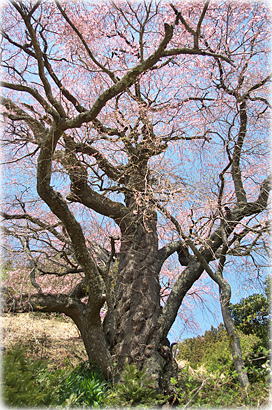 画像：西丸尾の桜