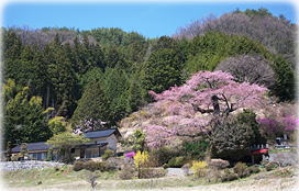 画像：西丸尾の桜（遠景）