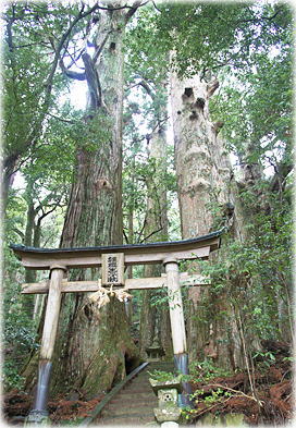 画像:野中の一方杉_1
