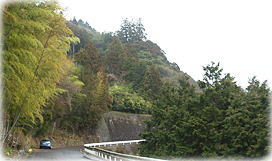 画像:野中の一方杉_3