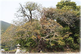 画像:お大師さんのウバメガシ(全景) 画像:お大師さんのウバメガシ(全景)