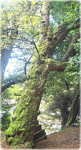 画像:尾俣町のアサダ