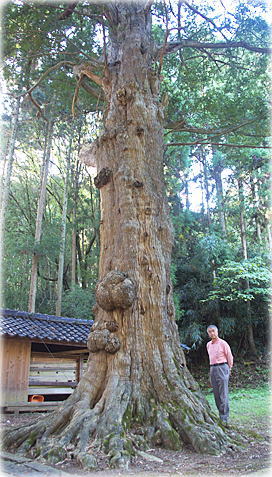 画像:大椋神社の大榧(幹と並ぶ)
