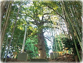 画像:大椋神社の大榧