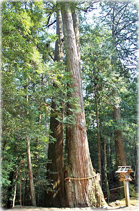 画像:大馬神社のスギ(夫婦杉) 画像:大馬神社のスギ(夫婦杉)