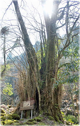 画像:大又のカツラ_1 画像:大又のカツラ_1