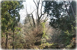 画像:大又のカツラ_2 画像:大又のカツラ_2