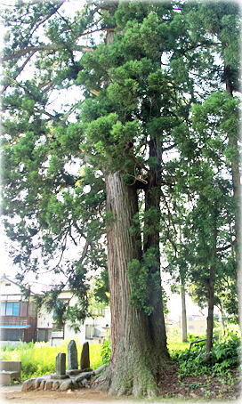 画像:大杉新田神明社のスギ