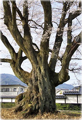 画像:長姫のエドヒガン 画像:長姫のエドヒガン