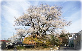 画像:長姫のエドヒガン(全景) 画像:長姫のエドヒガン(全景)