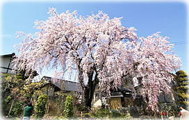 画像：黄梅院の紅しだれ桜（全景）