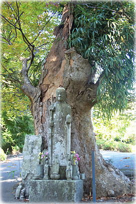 画像:蓮華峰寺の子授け大ケヤキ