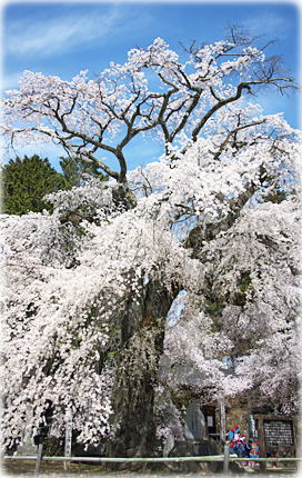 画像：瑠璃寺の枝垂桜