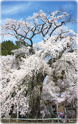 瑠璃寺の枝垂桜 画像:瑠璃寺の枝垂桜