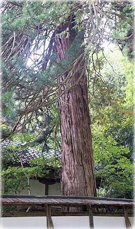 画像:清水寺のコウヤマキ