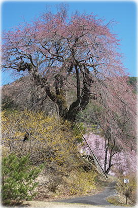画像：西光の枝垂桜