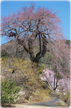 画像:西光の枝垂桜