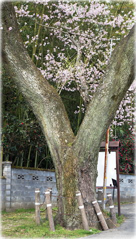 画像:桜堂の桜_1 画像:桜堂の桜_1