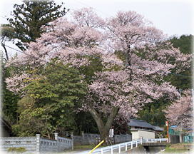 画像:桜堂の桜_2 画像:桜堂の桜_2