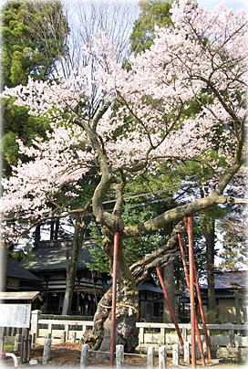 画像:愛宕神社の清秀桜 画像:愛宕神社の清秀桜