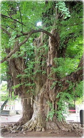 画像:千葉寺ノ公孫樹_1