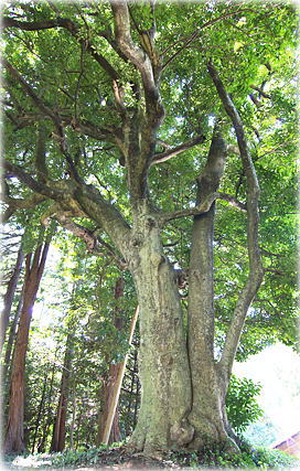 画像:瀬戸菅原神社のモチノキ