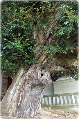 画像:島町八幡神社のスダジイ