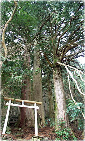画像:下川上八幡宮の大杉