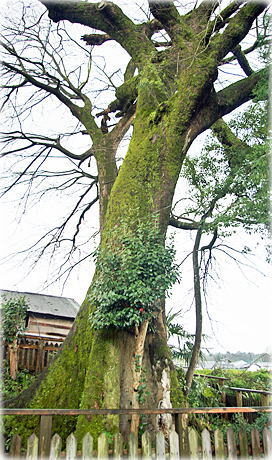 画像:白髭神社のムクノキ