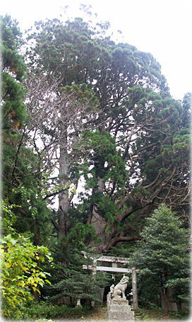 画像:稲荷神社の大杉