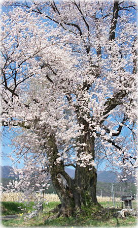 画像：新田原の桜