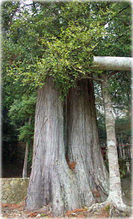 画像:椙吉神社のスギ 画像:椙吉神社のスギ