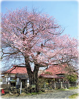 画像:広正寺のエドヒガン 画像:広正寺のエドヒガン