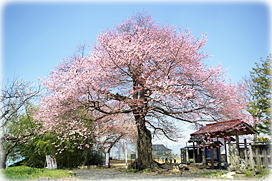 画像:広正寺のエドヒガン(全景) 画像:広正寺のエドヒガン(全景)