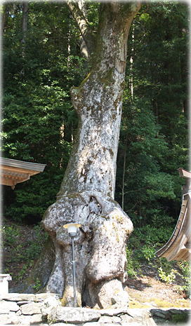 画像:田熊野神社のクスノキ