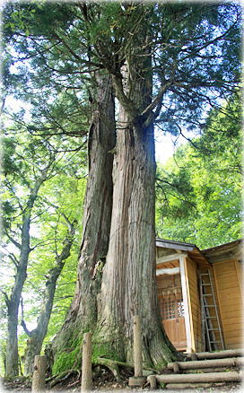 画像:太平十二神社のスギ