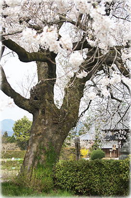 画像:松源寺門前桜 画像:松源寺門前桜