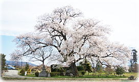 画像:松源寺門前桜(全景) 画像:松源寺門前桜(全景)