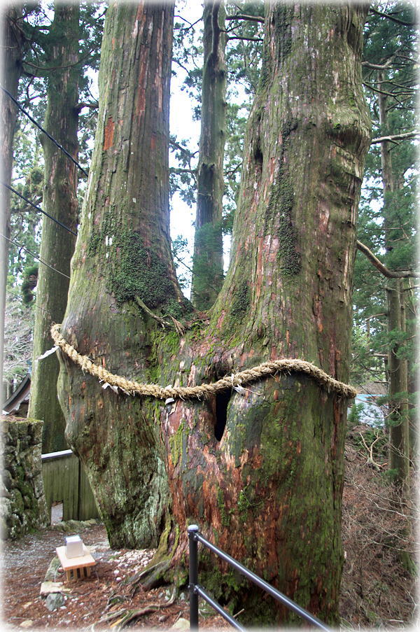玉置神社の大杉(2) 玉置神社の大杉(2)