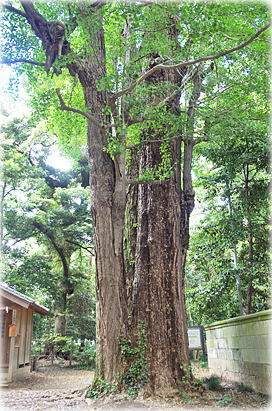 �摜�F�ʕ~�_�Ђ̂����傤A