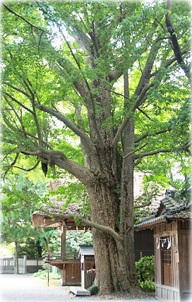 �摜�F�ʕ~�_�Ђ̂����傤B