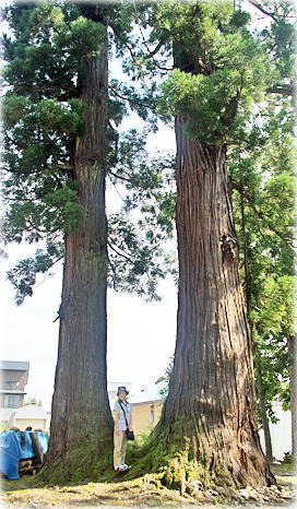 画像:須門神社のスギ(幹と並ぶ)
