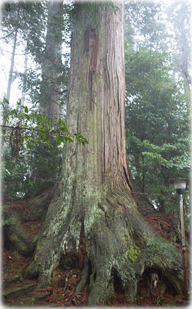 画像:鞆渕八幡神社のスギ