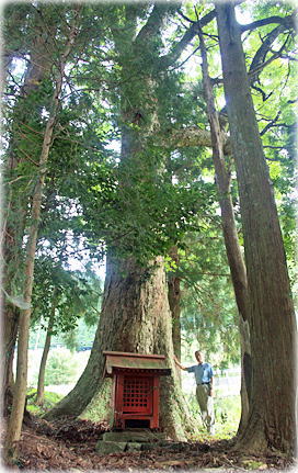 画像:東堂神社のトチノキ(幹と並ぶ)