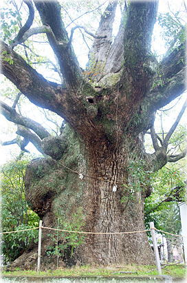 画像:闘鶏神社の御神木_1