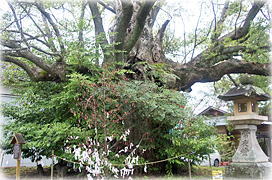 画像:闘鶏神社の御神木_2